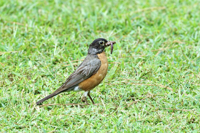 American Robin on green grass holding an earthworm in its beak.