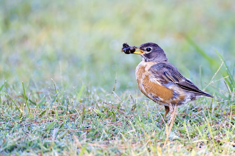 American Robin on grassy ground with short tail feathers and a beetle in its beak.