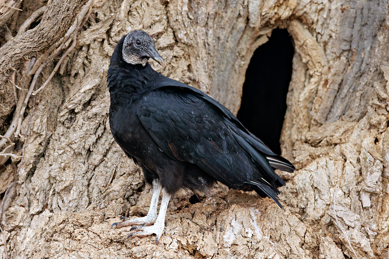 Black Vulture standing against the trunk of a large tree with a dark hollow in the bark.