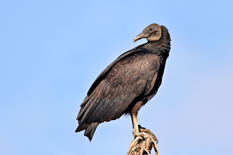 Black Vulture perched on a tall branch with folded wings and a pale sky in the background.
