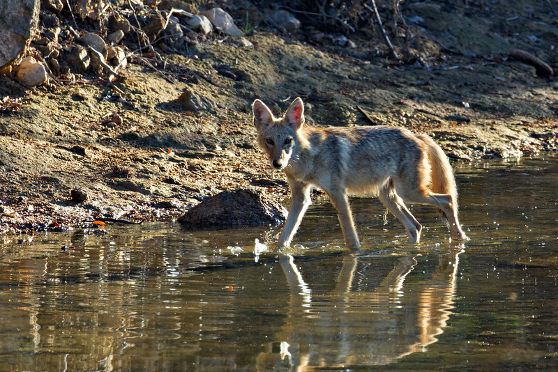 Coyote walking in shallow creek water with reflection visible.