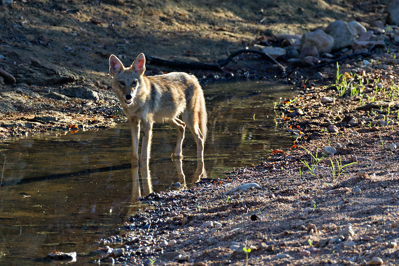 Coyote standing in shallow creek water looking toward the left.