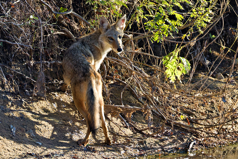 Coyote standing beside brush at Post Oak Creek in evening light.
