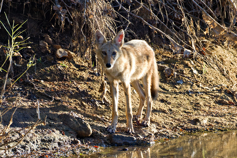 Coyote standing in shallow water at Post Oak Creek in Oklahoma.