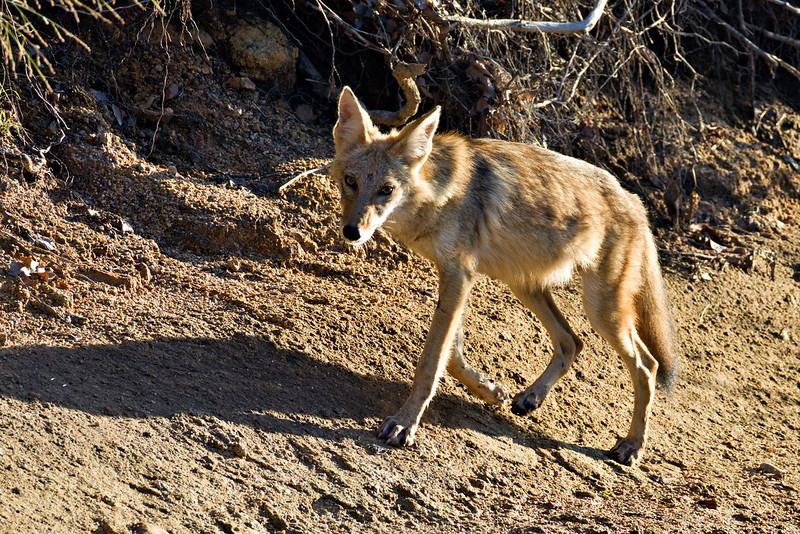 Coyote walking on a dirt bank beside Post Oak Creek at Wichita Mountains Wildlife Refuge.