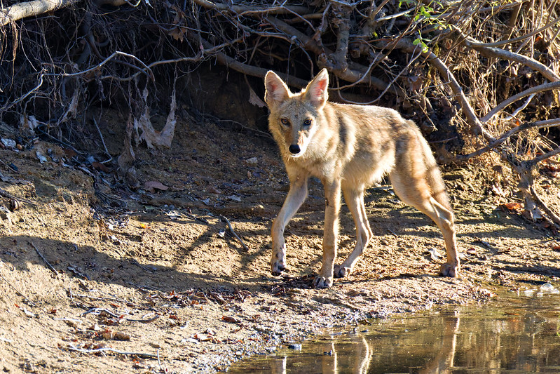 Coyote standing on the muddy bank at Post Oak Creek, looking toward the camera.