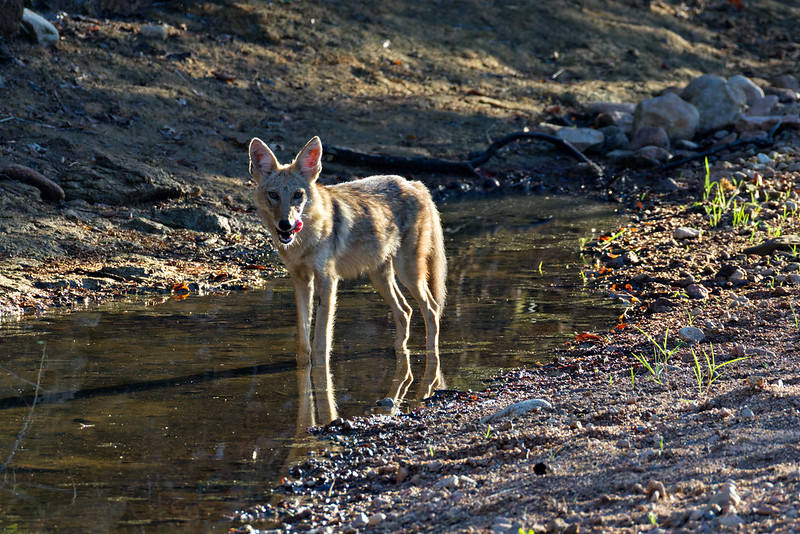 Coyote standing in shallow water at Post Oak Creek in strong evening light.