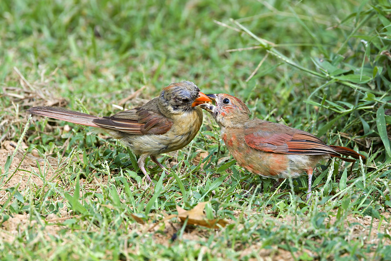 Female Northern Cardinal feeding a young fledgling on grass in early September.