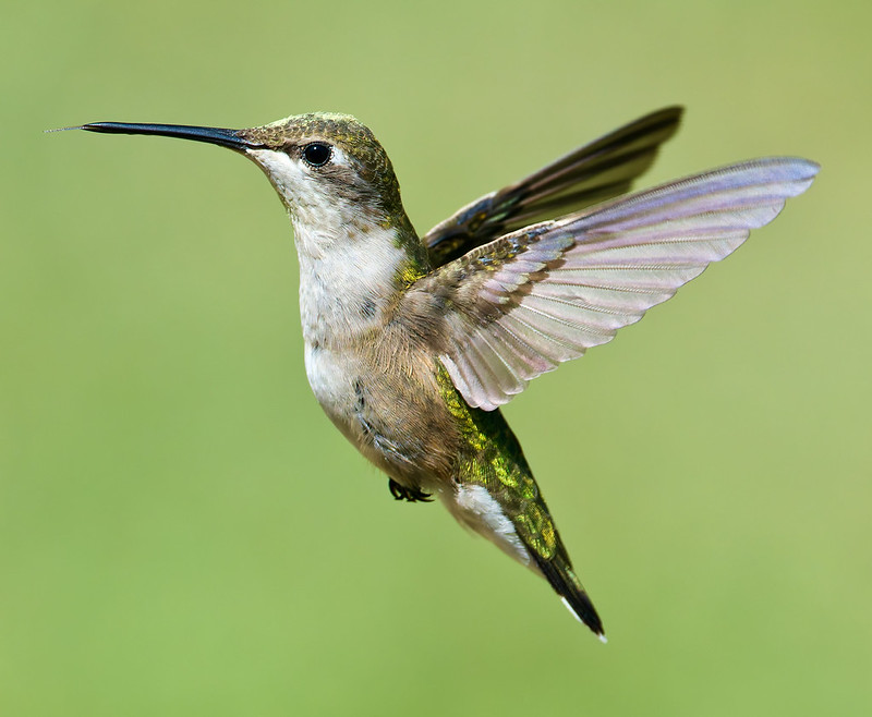 Female Ruby-throated Hummingbird mid-flight with wings open against a soft green background.