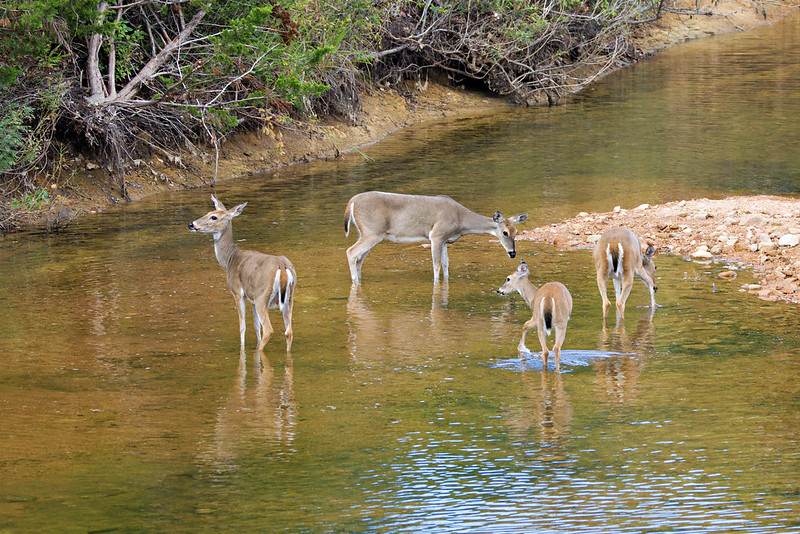 Four White-tailed Deer, three Does and one Fawn, standing in the shallow water of Post Oak Creek at Wichita Mountains Wildlife Refuge.