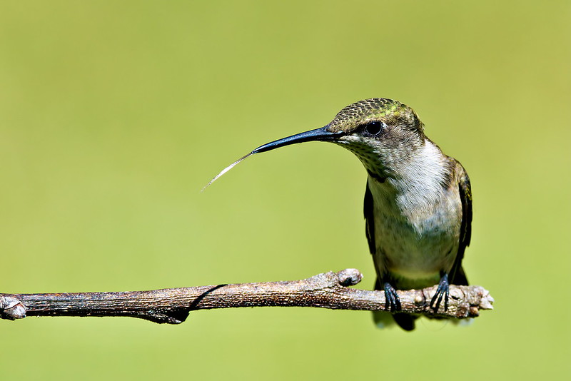 Close-up of a hummingbird on a branch with its tongue sticking out.