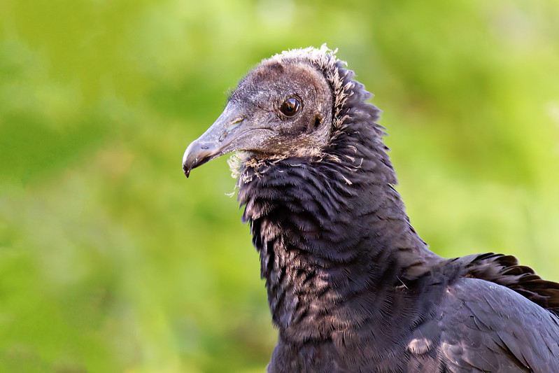 Close-up of a juvenile Black Vulture with dark feathers and a bare gray head against a green background.