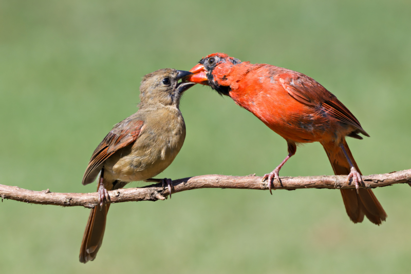 Male Northern Cardinal feeding a juvenile on a branch in mid-September.