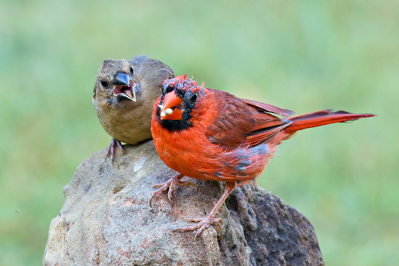 Male Northern Cardinal with red plumage feeding alongside fledgling perched on a rock.
