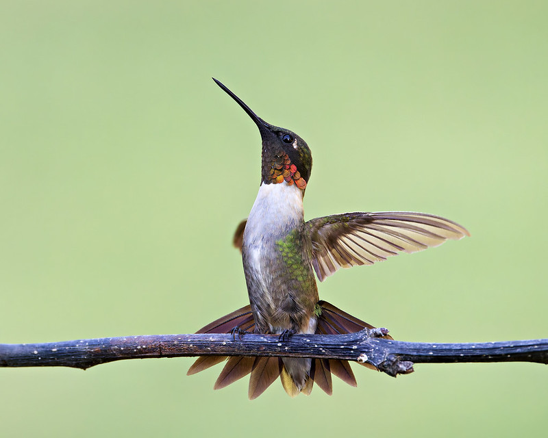 Male Ruby-throated Hummingbird perched on a branch, wings spread and red throat feathers shining.