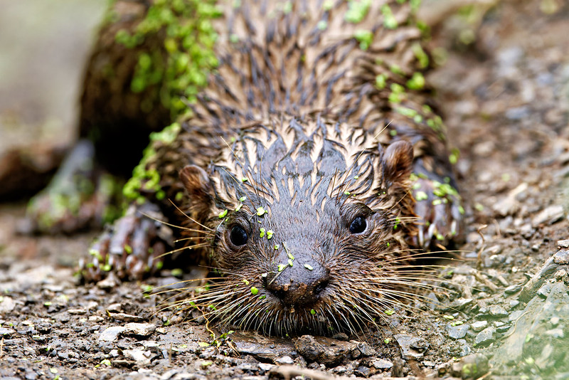 Close-up of a North American River Otter pup lying on the muddy bank with green vegetation clinging to its wet fur, staring directly at the camera.