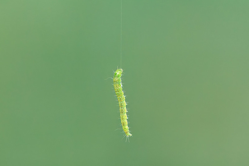 Close-up of a green Oak Leafroller caterpillar hanging from a nearly invisible silk thread against a soft green background.