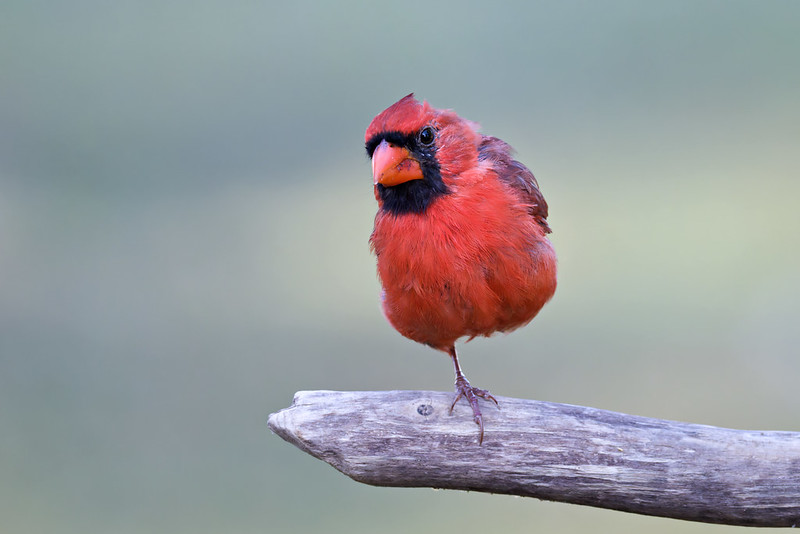 One-legged Northern Cardinal with bright red plumage perched on a wooden branch against a soft green background.