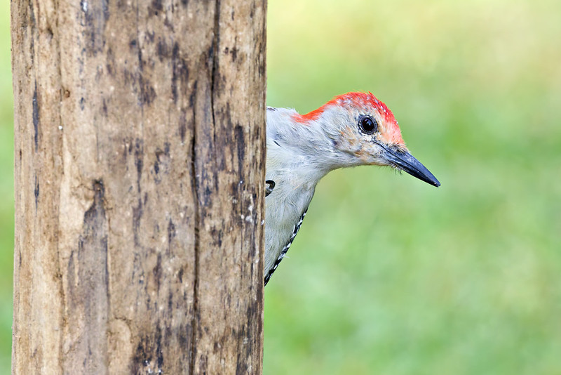 Red-bellied Woodpecker leaning forward from a post, looking ahead.