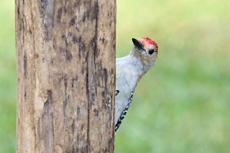 Red-bellied Woodpecker peeking around a wooden post with green background.
