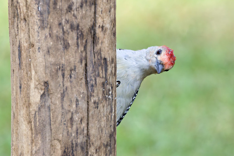 Red-bellied Woodpecker tilting its head while leaning from a wooden post.