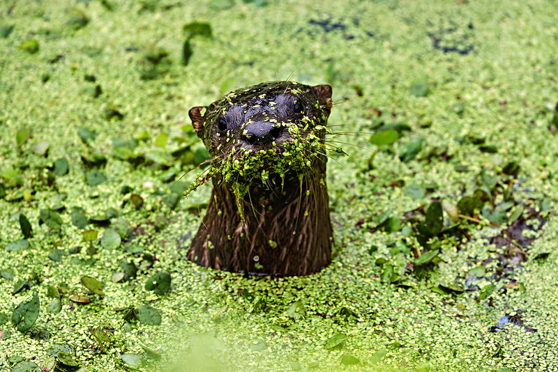 North American River Otter pup emerging through duckweed with green plants covering its whiskers and face, staring directly at the camera.