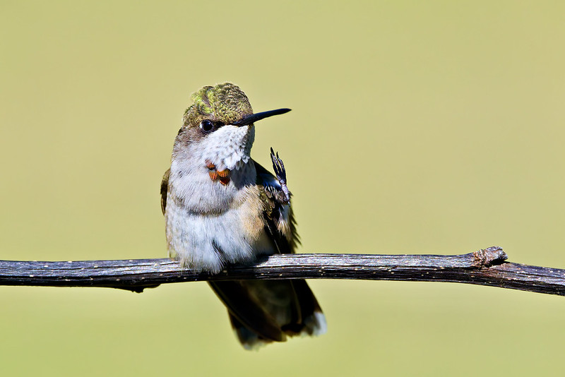 Ruby-throated Hummingbird perched on a branch in Arkansas with one foot raised, preparing for fall migration.