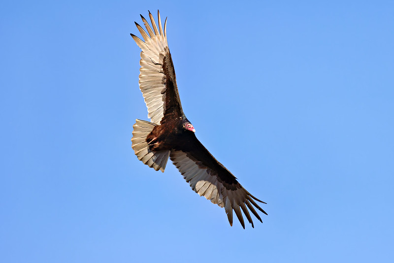 Turkey Vulture in flight, wings fully extended, showing light underwings and a red head.