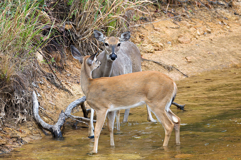 A White-tailed Doe and a Fawn with fading spots standing at the edge of Post Oak Creek in Wichita Mountains Wildlife Refuge
