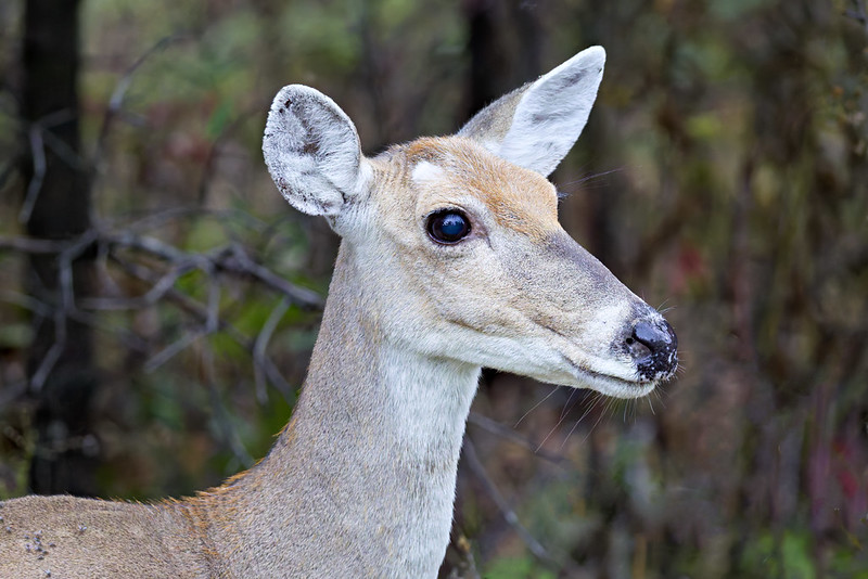 Close-up of an aging White-tailed Doe with a cloudy eye standing alert in dense brush at Wichita Mountains Wildlife Refuge, Oklahoma.