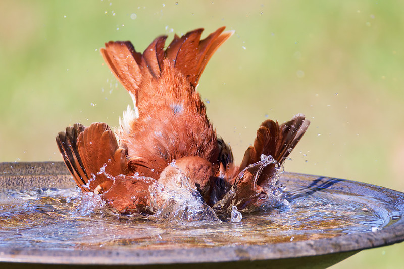Brown Thrasher lifting head from birdbath, droplets falling
