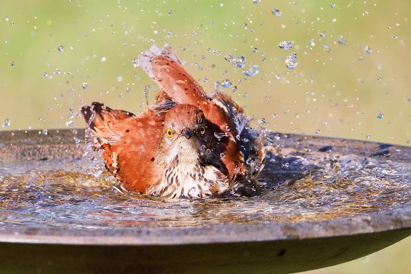 Brown Thrasher splashing water high during energetic morning bath.