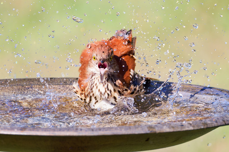 Brown Thrasher with open beak mid-splash in bright light