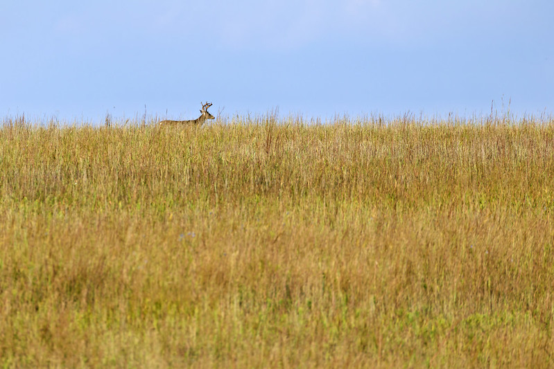 White-tailed Buck with antlers walking along a grassy hilltop at Wichita Mountains Wildlife Refuge.