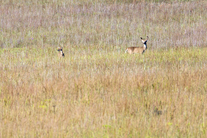 wo White-tailed Bucks partially hidden in tall prairie grass at Wichita Mountains Wildlife Refuge.