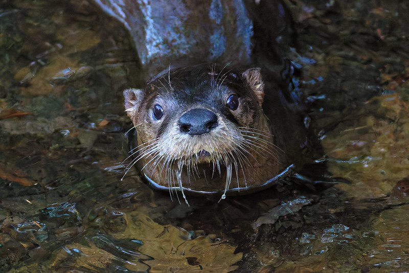 Close-up view of a River Otter in Post Oak Creek with whiskers wet and water rippling around its face.