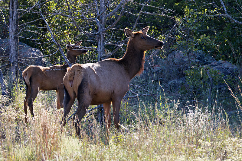 Two cow elk standing in tall grass with trees in the background at Wichita Mountains Wildlife Refuge.