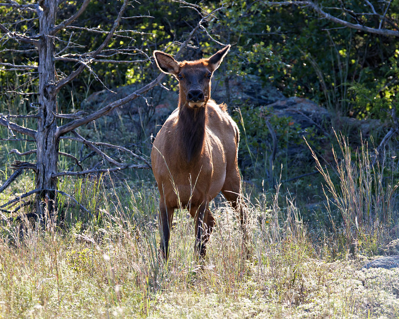 Cow elk facing forward in tall grass with trees and rocks behind at Wichita Mountains Wildlife Refuge.