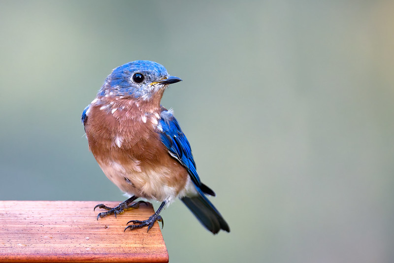 Eastern Bluebird molting on birdhouse roof in Arkansas yard, showing patchy plumage.