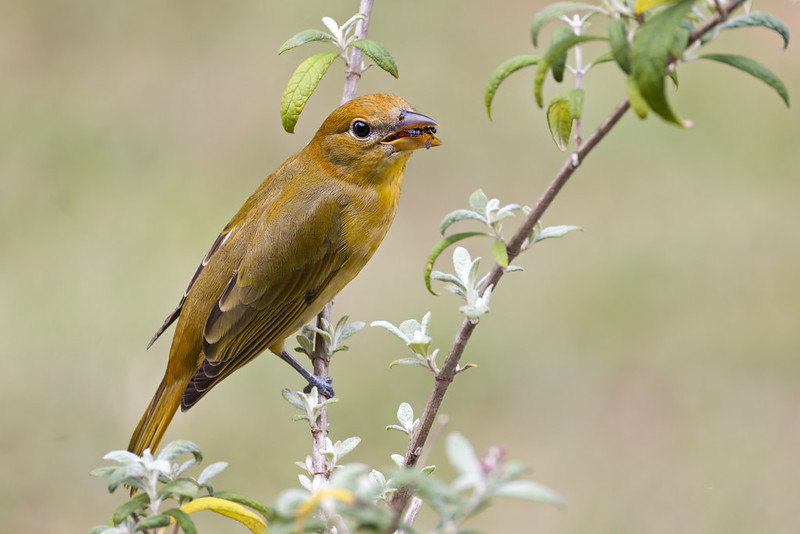 Female Summer Tanager perched on a branch holding a wasp in her bill after catching it in Arkansas yard.