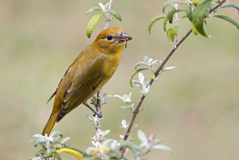 Female Summer Tanager perched on a branch holding a wasp in her bill in Arkansas yard.