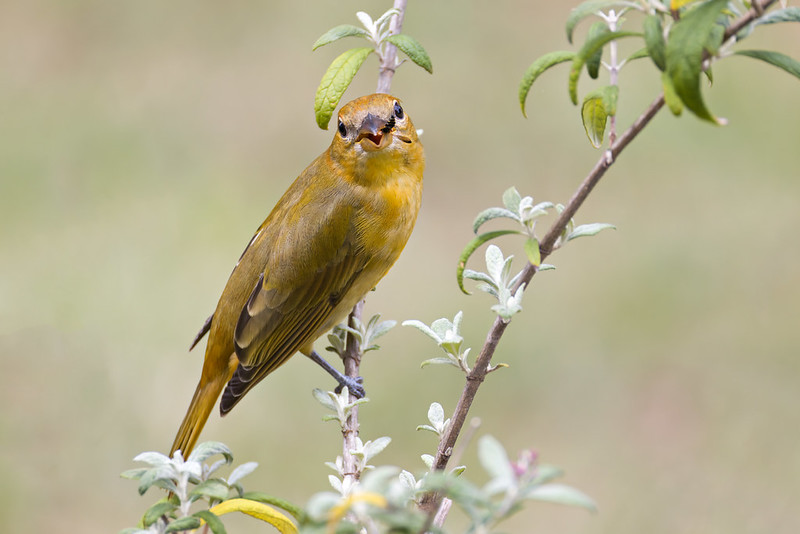 Female Summer Tanager facing forward with a wasp in her bill moments before eating it in Arkansas yard.