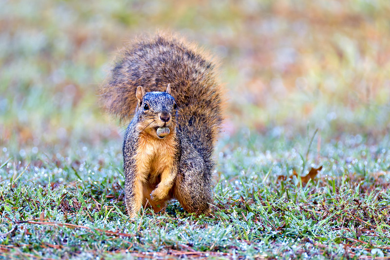 Fox squirrel facing camera on grass gathering acorns during a mast year in Arkansas