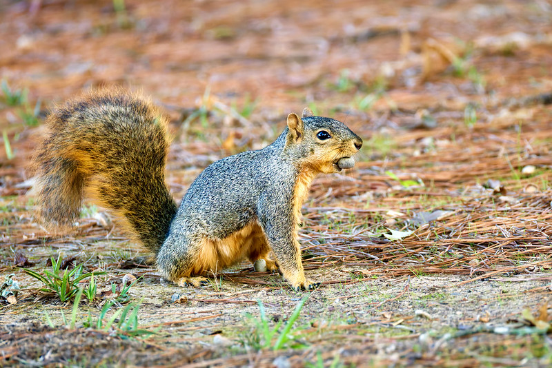Fox squirrel in profile holding acorn during mast year in Arkansas