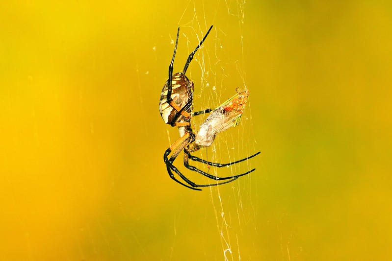 Garden spider wrapping grasshopper prey in web