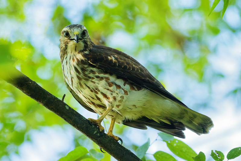 Immature Broad-winged Hawk perched on a branch in shaded green foliage at Sequoyah Refuge.
