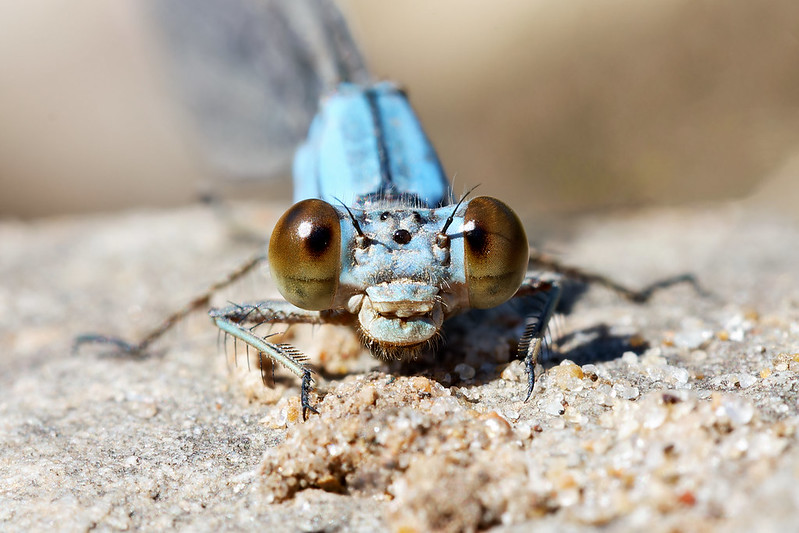 A close-up of a damselfly photographed in late October in Arkansas, unusually late for the season.