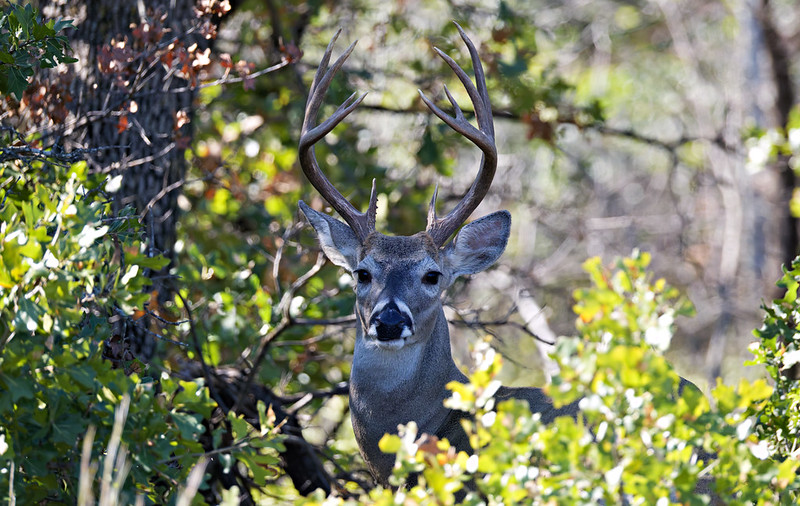 White-tailed Buck with large antlers standing in brushy oak woodland at Wichita Mountains Wildlife Refuge.