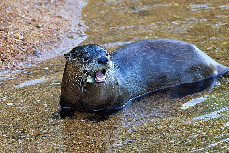 River Otter sitting at the edge of Post Oak Creek holding a fish in its mouth while feeding.