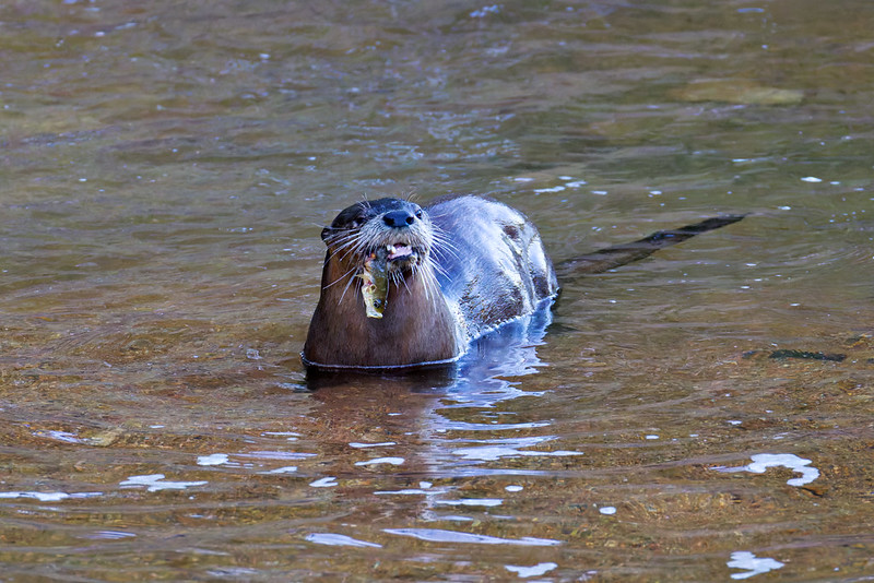 River Otter in Post Oak Creek with a fish in its mouth, head lifted above the water while feeding.
